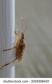 Brown Marmorated Stink Bug In Macro Close Up Climbing Drainpipe