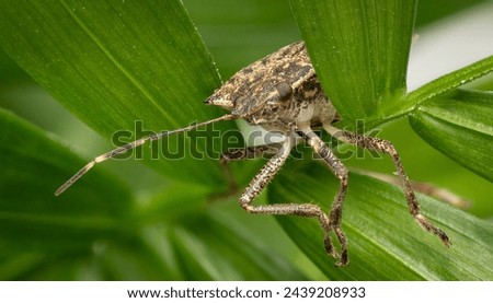 Brown marmorated stink bug macro image