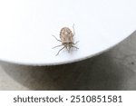 Brown marmorated stink bug on white cloth wrapped plate.