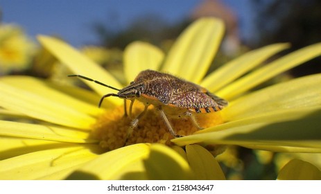 Brown marmorated stink bug on a yellow flower