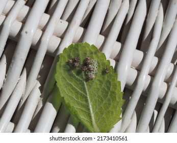 Brown marmorated stink bugs hatching on a mint leaf, with a background of white wicker. 