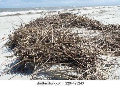 Brown Marsh Grass Pushed Back By The Tide