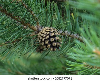 Brown mature ripe seed cone of Scots pine, Pinus sylvestris in Nationla park Tara in western Serbia - Shutterstock ID 2082797071