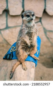 Brown Meerkat Standing On Blue Beanie On A Tree Log At The Zoo