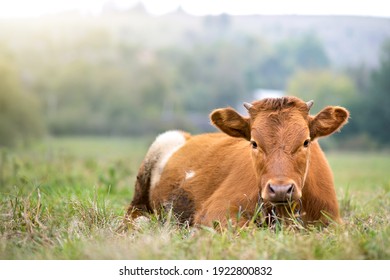 Brown milk cow grazing on green grass at farm grassland.