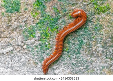 Brown millipede crawls up a mossy stone wall on Koh Phi Phi Don island in Ao Nang Amphoe Mueang Krabi Thailand in Southeast Asia.