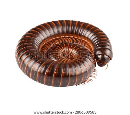 Brown millipede segmented crawling arthropod isolated on white background