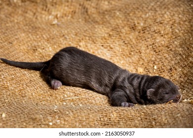 Brown Mink Puppies On The Farm