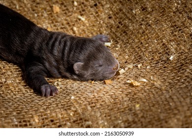 Brown Mink Puppies On The Farm