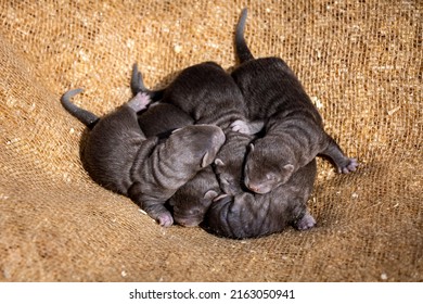 Brown Mink Puppies On The Farm