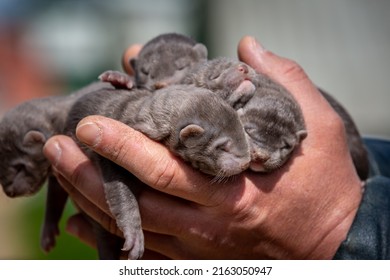 Brown Mink Puppies On The Farm