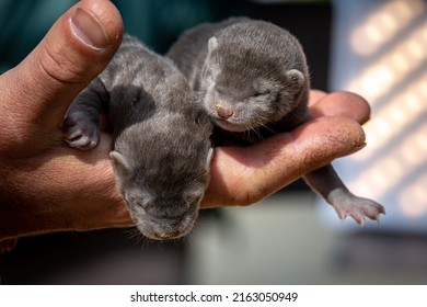 Brown Mink Puppies On The Farm