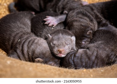 Brown Mink Puppies On The Farm