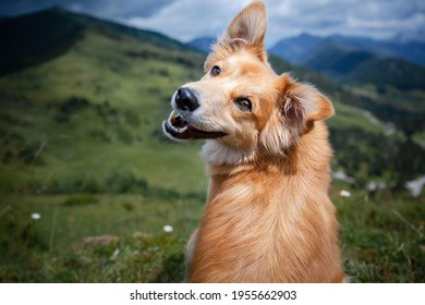 Brown mixed breed dog with tongue out and happy face in the mountains. Hiking with dog.