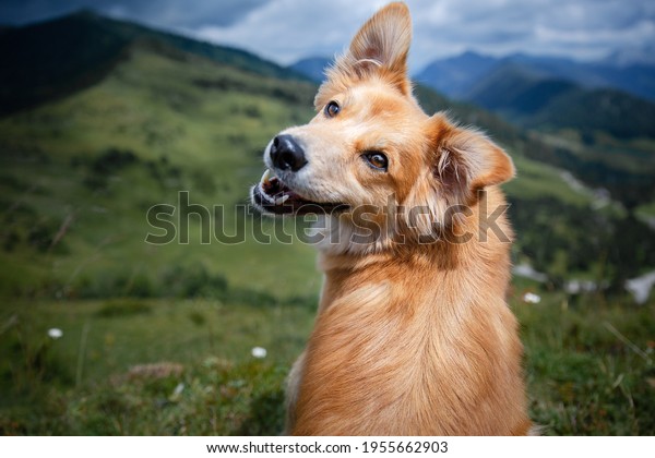 Brown mixed breed dog with tongue out\
and happy face in the mountains. Hiking with\
dog.