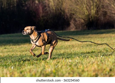 Brown mixed shelter dog