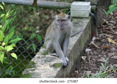 Brown Monkey