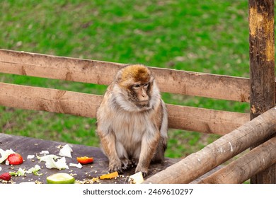 Brown monkey sitting on wood with food, monkey in a park  - Powered by Shutterstock