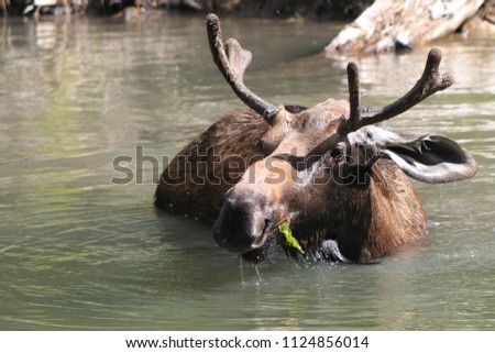 Brown Moose in River eating seagrass in Water on Moose Meadow Trail in Banff National Park Canada