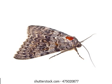 Brown Moth Isolated On A White Background