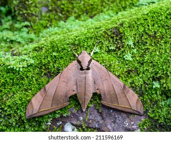 brown moth on nature background