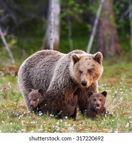 Ours Brun Hd Stock Images Shutterstock