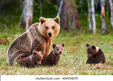 Brown mother bear protecting her cubs in a Finnish forest