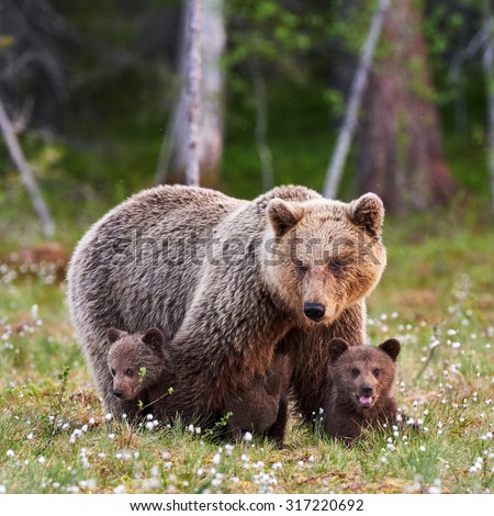 Brown Mother Bear Protecting Her Cubs Stock Photo (Edit Now) 317220692 ...