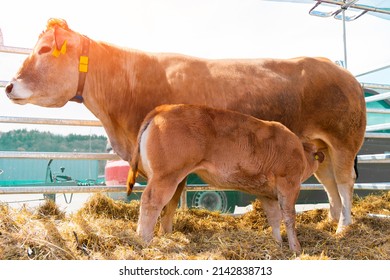 A brown mother of the cow feeds the calf in the corral. Cows in the paddock with tags on the ears eat hay and rest close up view. Cow Milk Farm. - Shutterstock ID 2142838713