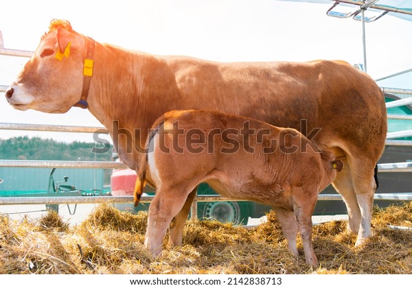 A brown mother of the cow feeds the calf in\
the corral. Cows in the paddock with tags on the ears eat hay and\
rest close up view. Cow Milk\
Farm.