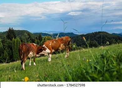 Brown mountain cows grazing on an alpine pasture in Slovenia