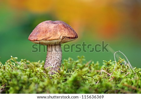 Brown mushroom - Leccinum scabrum