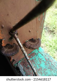 Brown Mushroom At Old Hause Windows