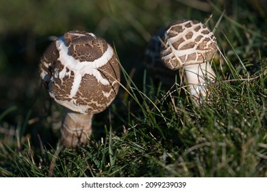 962 Swiss brown mushroom Images, Stock Photos & Vectors | Shutterstock