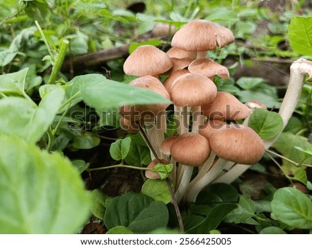 Brown mushrooms that are in bud have not yet fully bloomed