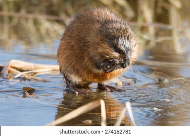 Brown Muskrat Near Lake, Nature Series