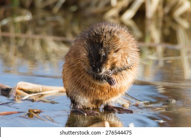 Brown Muskrat Near Lake, Nature Series