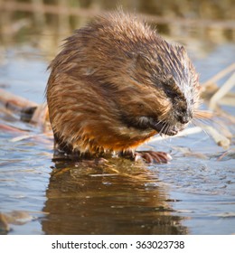 Brown Muskrat Near Lake, Nature Series