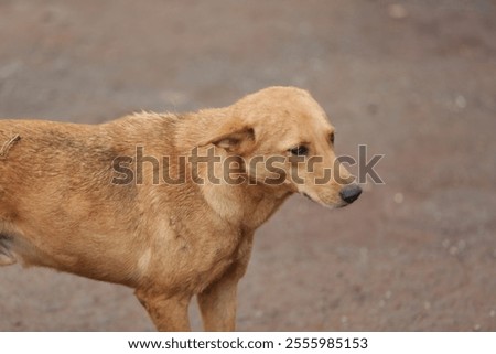Brown mutt dog with ears down standing #1