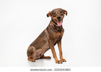 Brown mutt dog isolated on white background