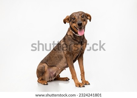 Brown mutt dog isolated on white background Zdjęcia stock © 
