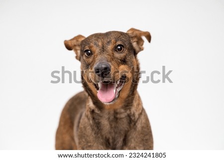 Brown mutt dog isolated on white background