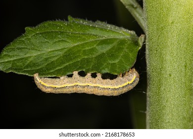A brown nasty caterpillar of a moth eating on a tomato leaf in the garden in the summer on the farm. The caterpillar is a voracious feeder and pest of vegetable crops, Noctuidae, Lacanobia oleracea