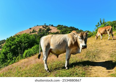 A brown native cow walks and eats green grass on a high mountaintop with a beautiful blue sky.