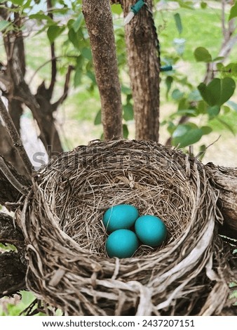 Brown Nest with Robin Eggs
