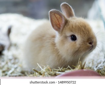 midget bunny