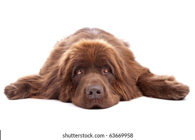 Brown Newfoundland Dog Isolated On White