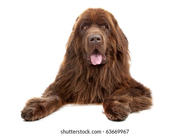 Brown Newfoundland Dog Isolated On White