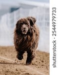 Brown Newfoundland Newfie Running Lure Course Sprint Dog Sport