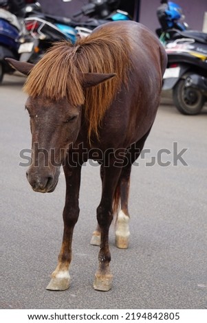 Brown Noma horse standing on the road. Noma is a critically-endangered Japanese breed of small horse. It originates from the island of Shikoku, the smallest of the four principal islands of Japan. 